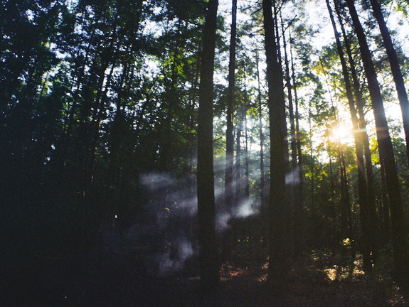 Smoke in the Forest